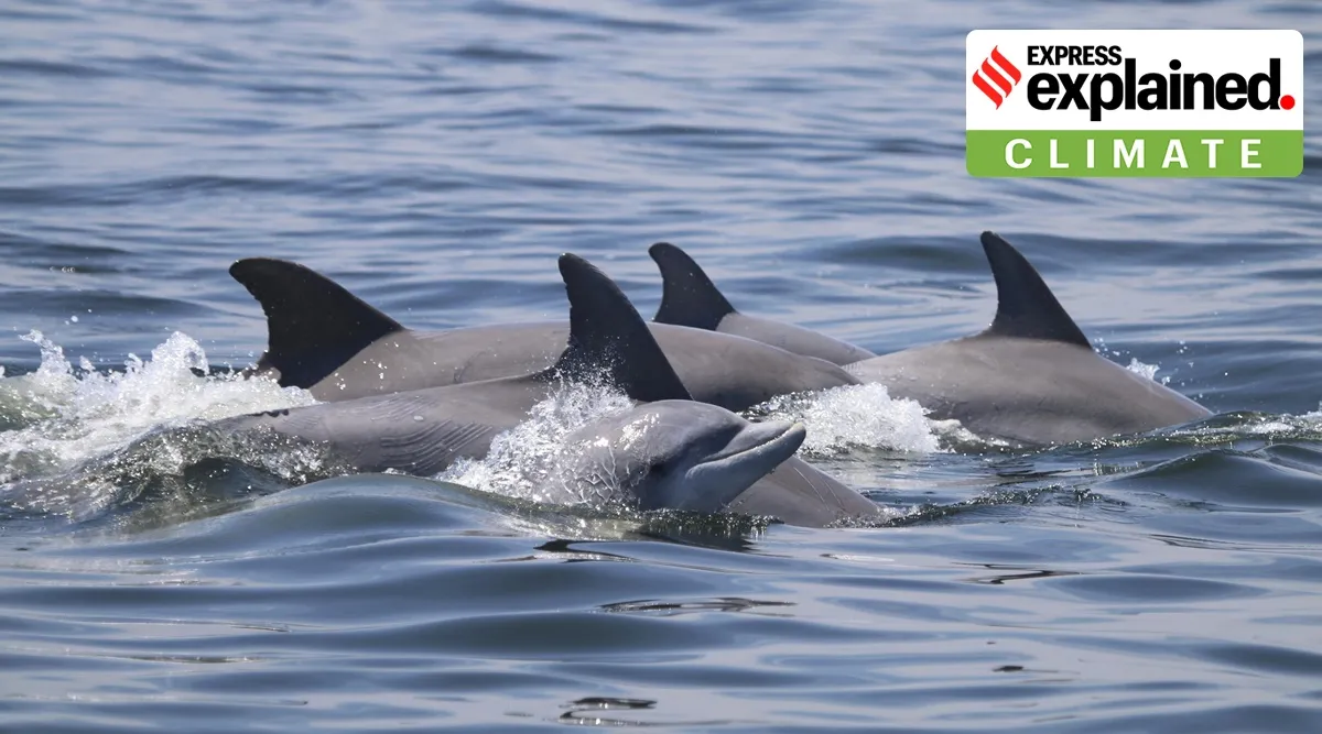 Noise pollution severely impacts behaviour of dolphins