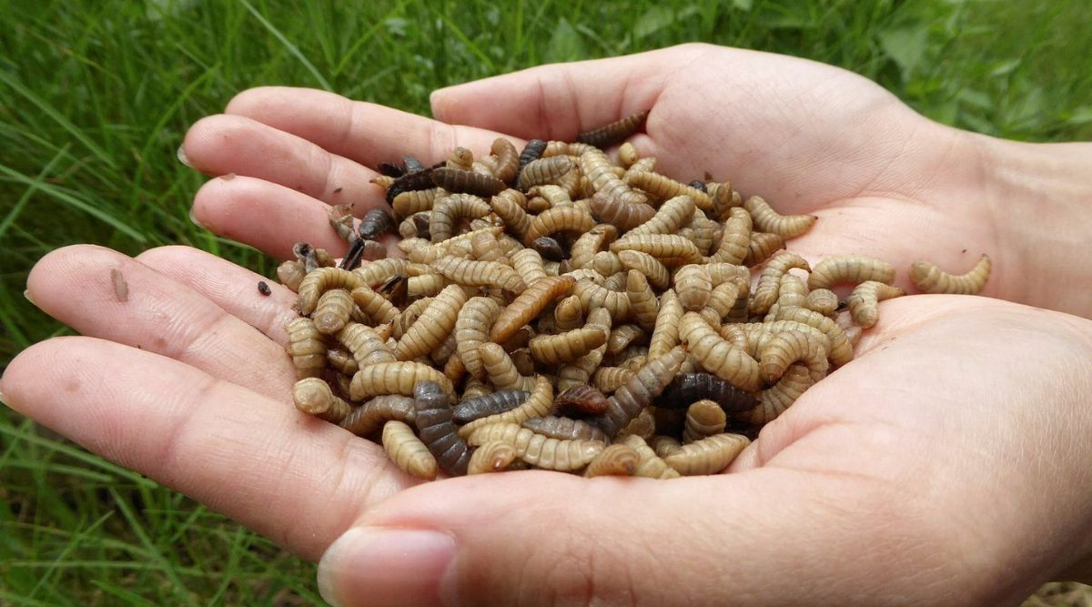 Fly larvae, biochar, soil quality
