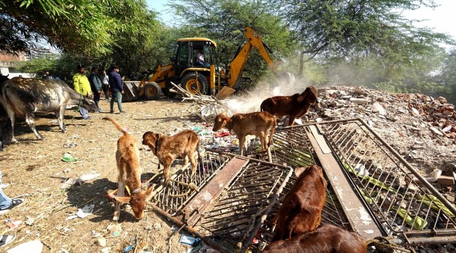 2 women injured in bovine attack: VMC demolishes 11 illegal cattle ...