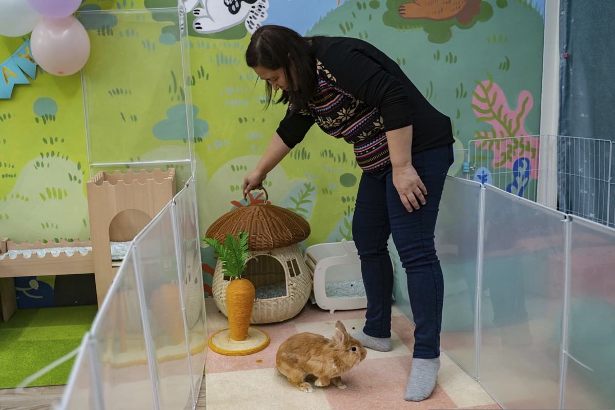 pet rabbit, pet covid 19