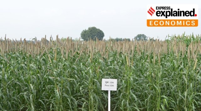 IARI has developed Pusa-1201, a high-yield, disease-resistant hybrid bajra. (Express Photo)