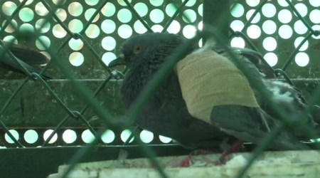 People can also report bird injuries via Rajkot district disaster control room No. 0281 2471573 as well as toll free No.1077. (ANI)