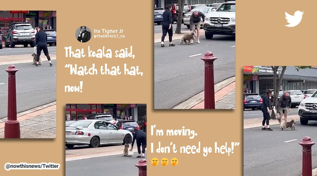 koalas, koala halts traffic in Australia, koala video, koala funny video, koala in Australia, indian express