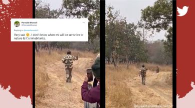 Indian Forest Service officer Susanta Nanda, IFS, man chases tiger in national park for photos, wildlife sanctuary, wild animals, tiger safari, viral, trending, Indian Express