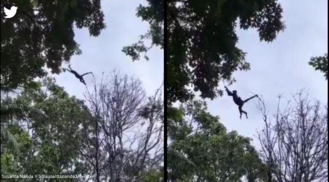 monkey video, mother monkey helps child, mother monkey leaps on branch, viral video, indian express