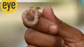 No 'snake in the grass!'