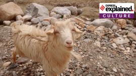 G.O.A.T, GOAT, Greatest of all time, GOAT origins, GOAT meaning, indian express