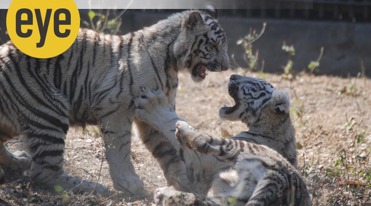 Recently there was great excitement in the Delhi Zoo when a white-tigress gave birth to three white cubs 