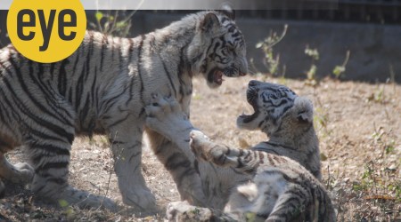 Recently there was great excitement in the Delhi Zoo when a white-tigress gave birth to three white cubs 