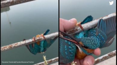 kingfisher, kingfisher released from frozen pipe, raveena tandoon, kingfisher stuck in frozen pipe, indian express