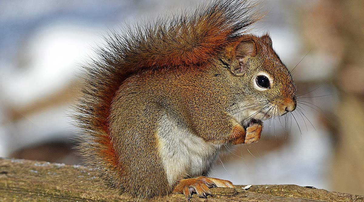 Red squirrels that gamble have an edge in the game of evolution: Study