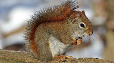 Red squirrel