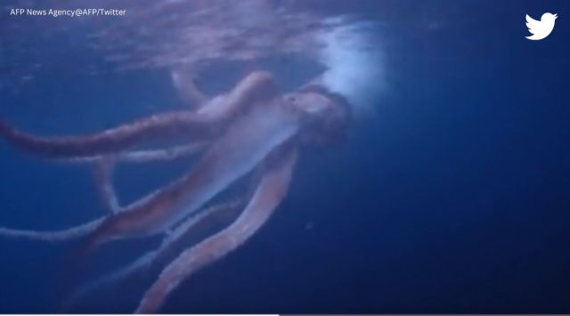 ‘Seems straight out of a movie’: Rare video from Japan captures 2.5m ...