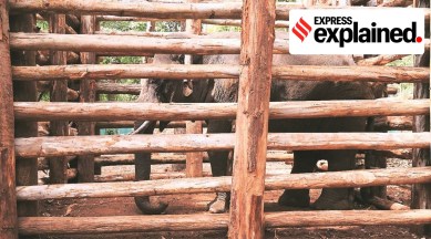 https://indianexpress.com/article/explained/tusker-padayappa-translocated-8396046/