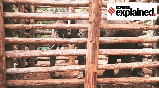 https://indianexpress.com/article/explained/tusker-padayappa-translocated-8396046/