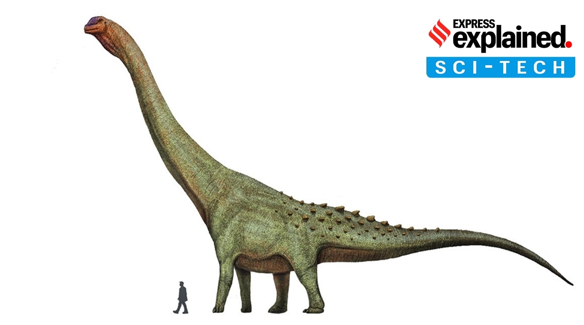 Titanosaur with a human for comparison