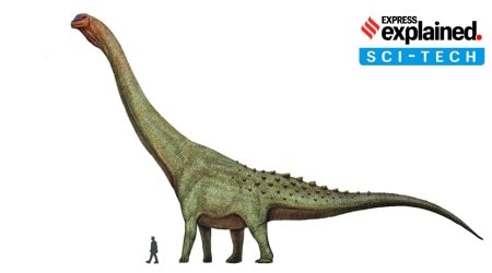 Titanosaur with a human for comparison