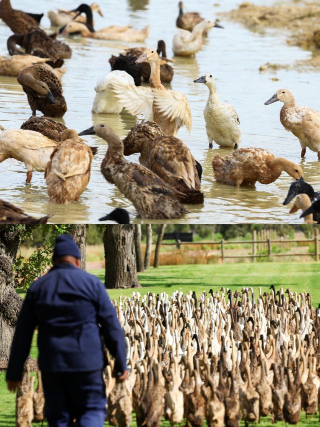 Army of pest-munching ducks keep South African vineyard blooming -  WeirdNews - Dunya News