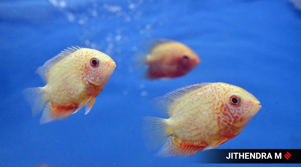 In pictures The Sea Tunnel Aquarium in Bengaluru offers stunning 360