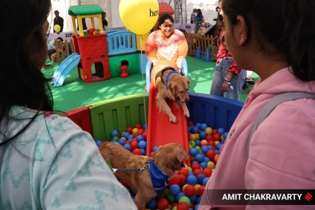 pet, pet fed, pets and animals, pet carnival, mumbai, goregaon, india, indian express