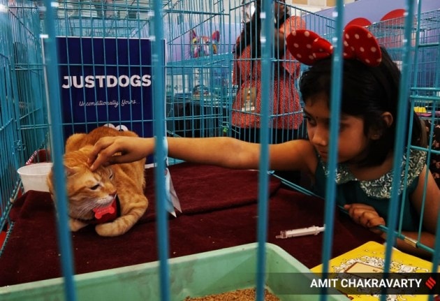pet, pet fed, pets and animals, pet carnival, mumbai, goregaon, india, indian express