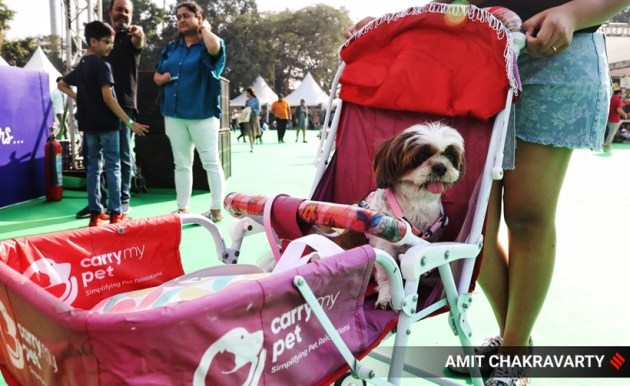 pet, pet fed, pets and animals, pet carnival, mumbai, goregaon, india, indian express