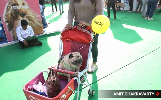 pet, pet fed, pets and animals, pet carnival, mumbai, goregaon, india, indian express