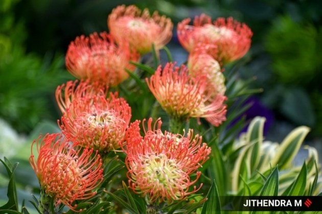 There are replicas of animals, Tipu Sultan’s Summer Palace and Vidhana Soudha. (Express photo by Jithendra M)