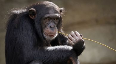 chimpanzee