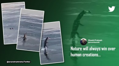 Anand Mahindra, Anand Mahindra tweets, Alligator chomps on drone camera, crocodile eats drone camera, viral crocodile alligator videos, indian express