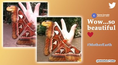 Erik Solheim, viral animal videos and tweets, Erik Solheim tweets, Atlas moths, largest moth in the world, rare interesting moths and insects, indian express