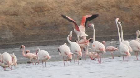 Porbandar bird census: Thousands of cranes, ducks in Medha creek surprise...
