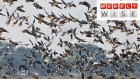 Bards, birds and words: Did you know these common terms have avian origins?