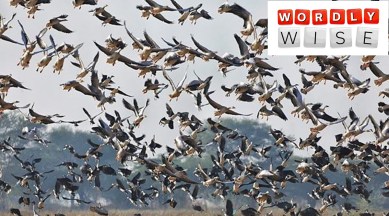 wordly wise, indian express, express explained, words related to birds, words with origins related to birds, cajole meaning origin, volatile meaning origin