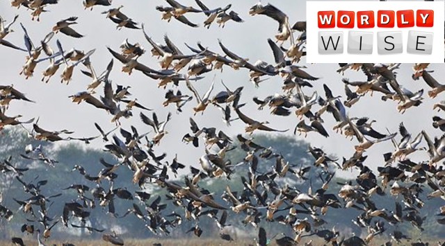 wordly wise, indian express, express explained, words related to birds, words with origins related to birds, cajole meaning origin, volatile meaning origin