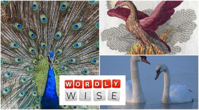 phrases related to birds, meaning and origin of idioms around birds, swan song, albatross round neck, dead as dodo, proud as peacock