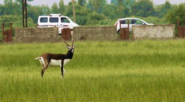 blackbuck