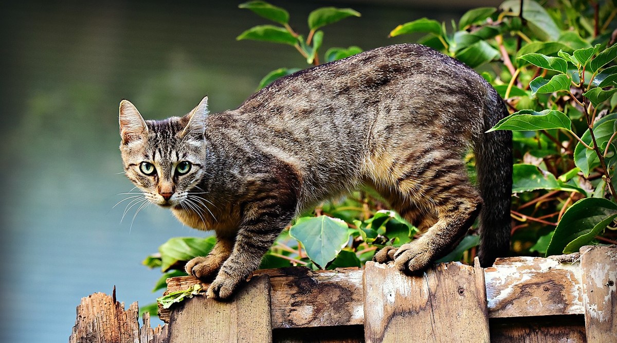 SCAREDY CAT tamil meaning/sasikumar 