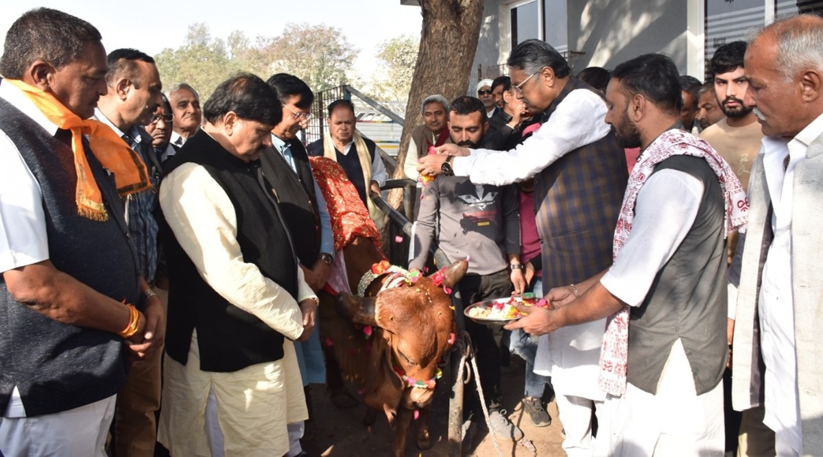 Agriculture Minister Launches Drive To Castrate Stray Bulls Ahmedabad agriculture-minister-launches-drive-to-castrate-stray-bulls-ahmedabad