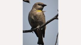 chestnut bird, indian express