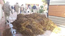 cow dung
