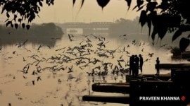 migratory birds delhi census