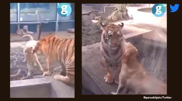 Dog plays with tiger and lion, tiger dog and lion play together, viral animal videos, strange animal friendships, indian express