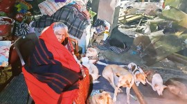 delhi stray dogs shelter, delhi high court, MCD, dogs shelter, Municipal Corporation of Delhi (MCD), delhi stray dogs, Delhi news, New Delhi, Indian Express, current affairs