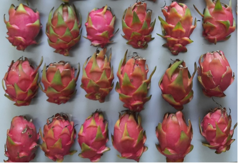 After 5 years of testing, PAU 2 dragon fruit varieties for Punjab farmers Cities