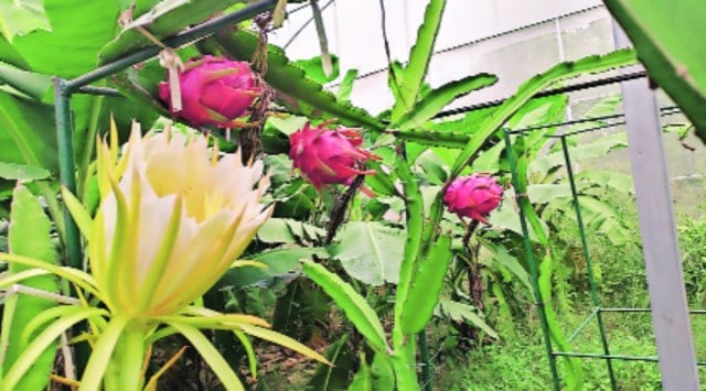 PAU, dragon fruit variety, Punjab news, punjab farmers news, indian express