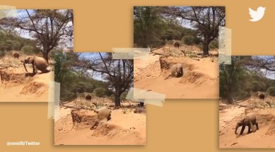 elephant funny video, elephant descending slope, elephant video, Supriya Sahu, funny video, indian express
