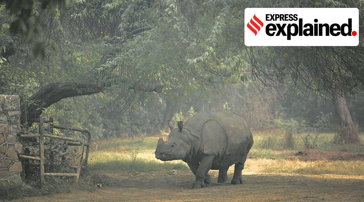 For first time in many years, no rhinos poached in Assam in 2022