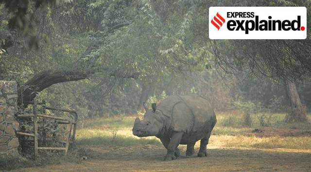 Rhinos have been poached for their horn, which is prized in some cultures.