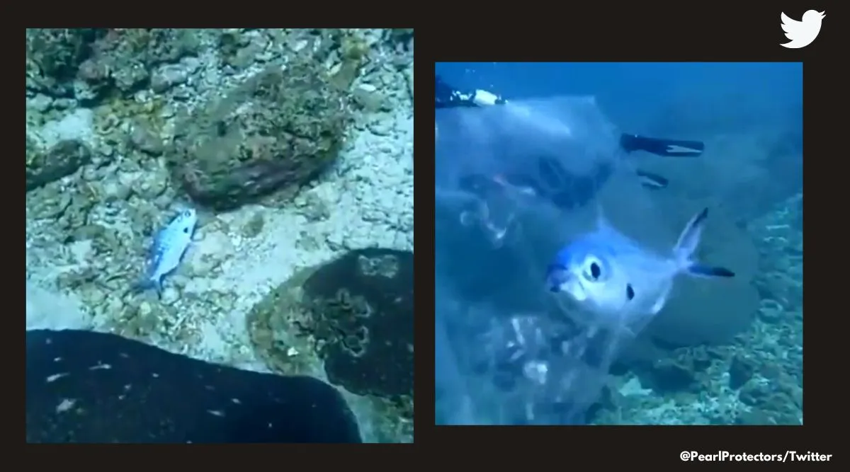 Watch: Diver rescues a fish trapped in a plastic bag under the sea